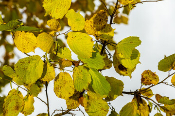 Colorful autumn leaves on a Witch Hazel,in a garden