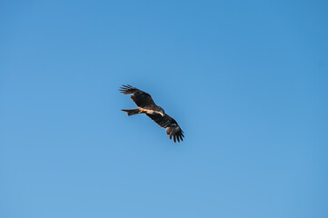 Bird of prey buzzard in the sky.