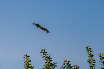 Bird of prey buzzard in the sky.