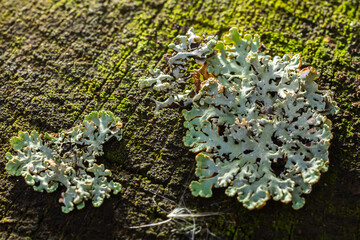 A close up of lichen Hypogymnia physodes on a old tree branch