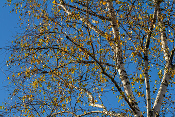 Nice colorful autumn leaves. Autumn, nice sunny day in the afternoon. Top of the tree canopy. Tall birch tree