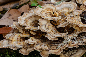 Trametes versicolor, also known as Polyporus versicolor, is a common polypore mushroom found throughout the world and also a well-known traditional medicinal mushroom growing on tree trunks