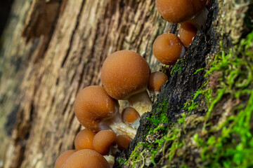 Psathyrella piluliformis Common Stump Brittlestem mushroom reddish-brown mushroom that grows steeply in groups, natural light