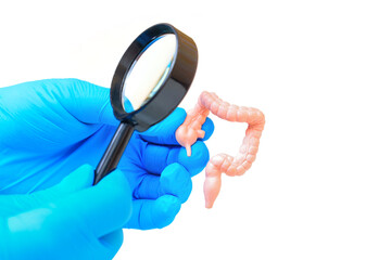 Examining Intestine Model With Magnifying Glass