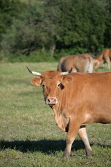 Fototapeta premium cow in a field