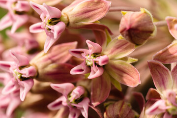 Close-up of blossoming milkweed flowers in late June within the Pike Lake Unit, Kettle Moraine State Forest, Hartford, Wisconsin