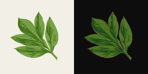 Green leaf of peony plant. Single isolated illustration. Image tracing, cleaned and simplified illustration. Realistic style. Not AI.