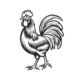 Domestic bird. The head of the chicken. Funny frame. A chicken with a large beak is carefully looking at the camera. Selfies Monochrome image. Vector. © BigJoy