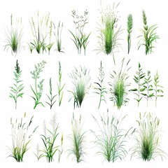 Obraz premium Set of Grass clumps, white background