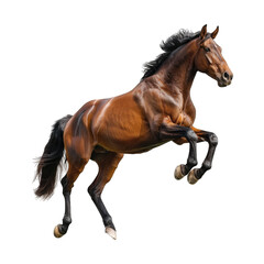 Obraz premium Brown horse jumping isolated on transparent background cutout PNG