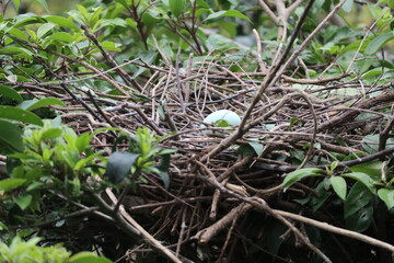 close up of bird eggs in a nest in a tall tree