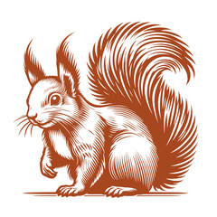 Squirrel vector, squirrel logo