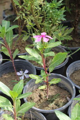 Catharanthus roseus, commonly known as bright eyes, Cape periwinkle, graveyard plant, Madagascar periwinkle, old maid, pink periwinkle, rose periwinkle,