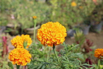 Tagetes erecta, the Aztec marigold, Mexican marigold, big marigold, cempaxochitl