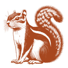 Squirrel vector, squirrel logo