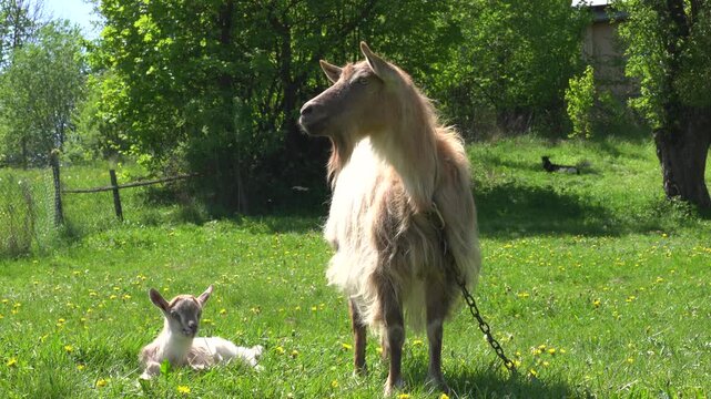 Goat and goatling at the meadow