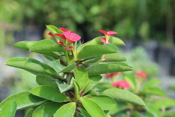 Crown of thorns, Euphorbia geroldii, Euphorbia lophogona