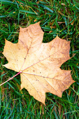  autumn leaf on the background . Abstract background of leaf. The concept of  fall, autumn.Copy space