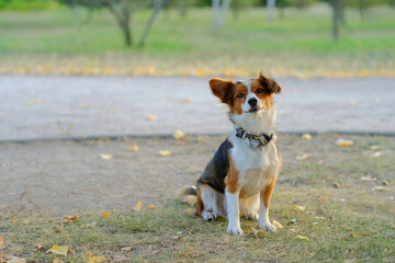 Kooikerhondje dog on a walk in the park