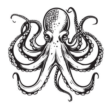 recommend clip art: Octopus sketch. Hand drawn outline converted to vector