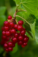 Branch of ripe red currant in a home garden