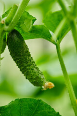 Young green cucumbers vegetables hanging on lianas of cucumber plants in green house
