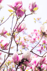 Obraz premium Pink magnolia flowers. Flower bud on a tree branch in the garden. Spring blooming nature