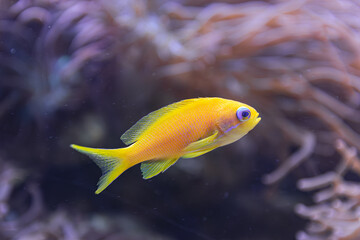  yellow sea goldie, (Pseudanthias squamipinnis), swimming near an anemone