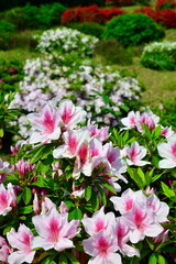 さつき山公園（新潟県）