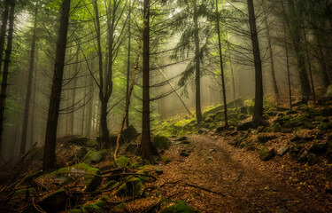 Misty forest. misty morning in the forest