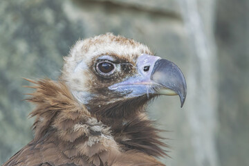  cinereous vulture, (Aegypius monachus), horizintal head portrait, close view