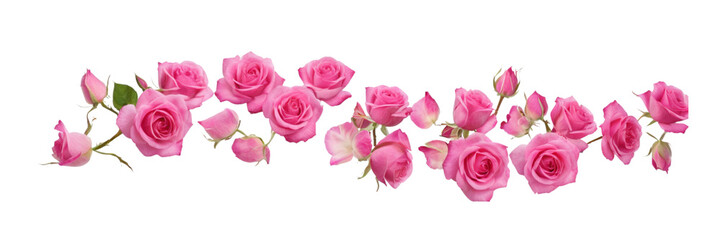 Fototapeta premium Delicate pink roses and buds arranged in a graceful arc on a transparent PNG background. Ideal for romantic designs, wedding invitations, beauty product promotions, or social media graphics.
