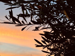 Close up tree leaves with sunset in the background.