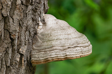 tinder fungus, (Fomes fomentarius), on a tree, close view