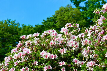 Obraz premium さつき山公園（新潟県）