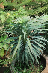 Fototapeta premium Dracaena, Yucca, Euphorbia bourgaeana or Pleomele