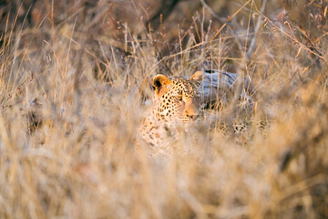 Leopard Male in the bush at sunrise