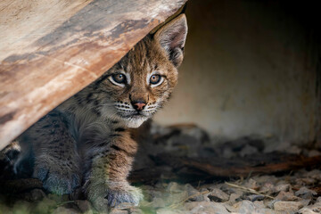 Lynx cub exploring its world