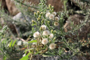 Conyza bonariensis, Flaxleaf Fleabane or hairy fleabane