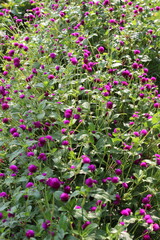 Globe amaranth beautiful purple flowers