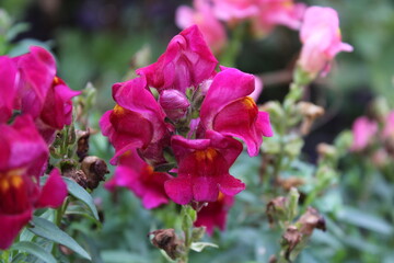 Antirrhinum majus, great snapdragon, lion's-mouth, rabbit's mouth, bonny rabbits, calf-snout, toad's mouth, bulldogs or lion's-snap