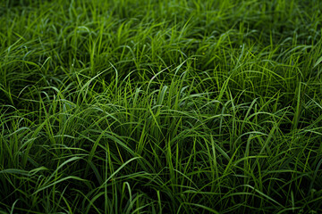 Obraz premium a close up of grass