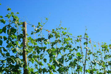 Plantas de judías con guías de cuerdas en huerta