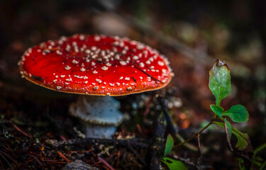 fly agaric mushroom in forest