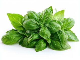 Fresh Basil Leaves Isolated on White Background for Culinary Concepts