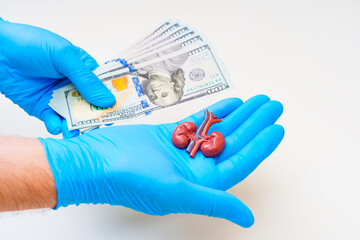 Money And Kidney Model In Hand