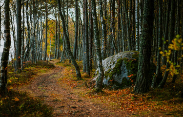 Fototapety na wymiar - Fototapeta24.pl