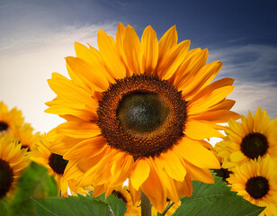 Obraz premium Sunflower plants in bloom. Sunflower garden.