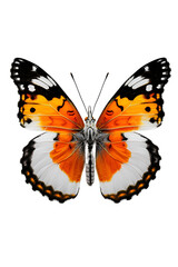 Fototapeta premium Butterfly in mid-flap on pure white background, showcasing vibrant colors and intricate wing patterns.