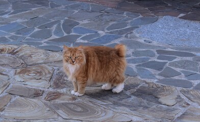 Red cat Kurilian bobtail on tiles